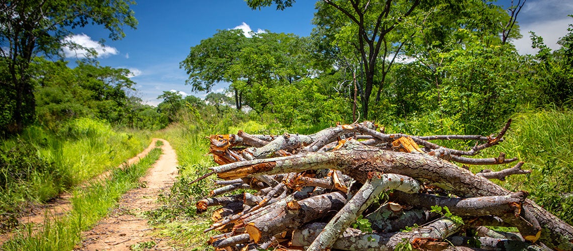 sustainable farm landscape with forest