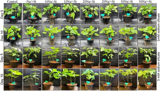 mung bean field salinity research