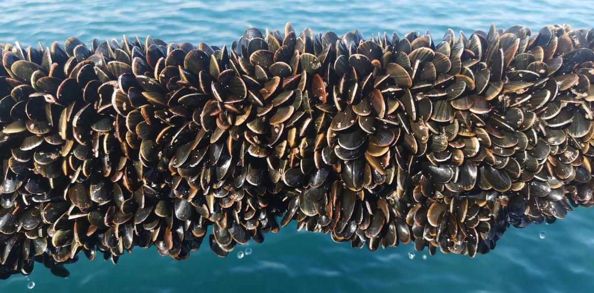 rope grown mussels on ropes in water