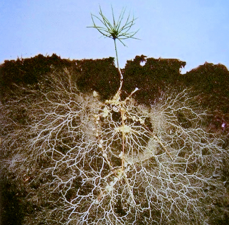 fungal field agriculture roots