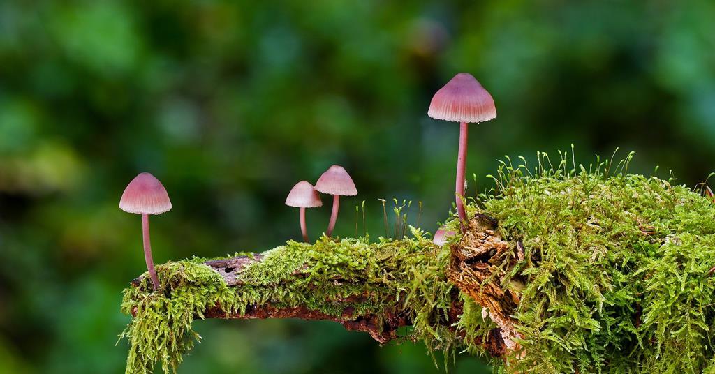 forest fungi symbiotic associations