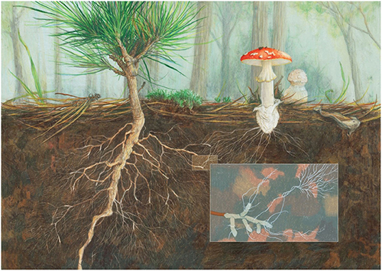 forest mushrooms roots symbiosis