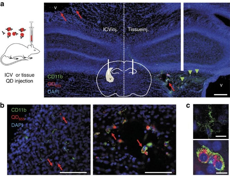 Targeting neurotransmitter receptors with nanoparticles in vivo