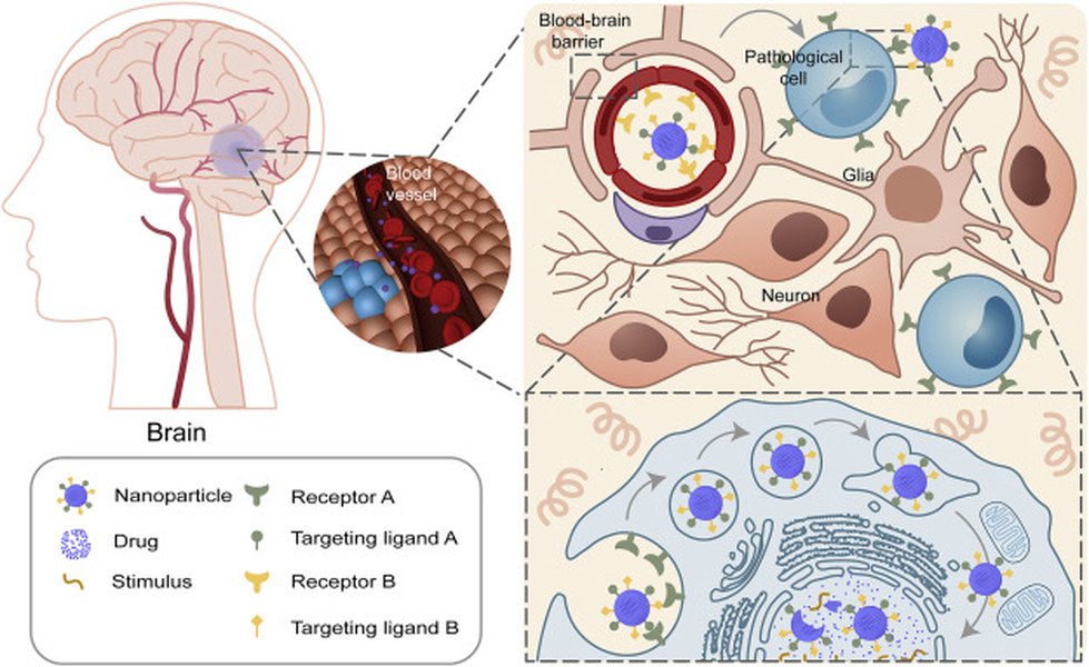 Dual and multi-targeted nanoparticles for site-specific brain drug