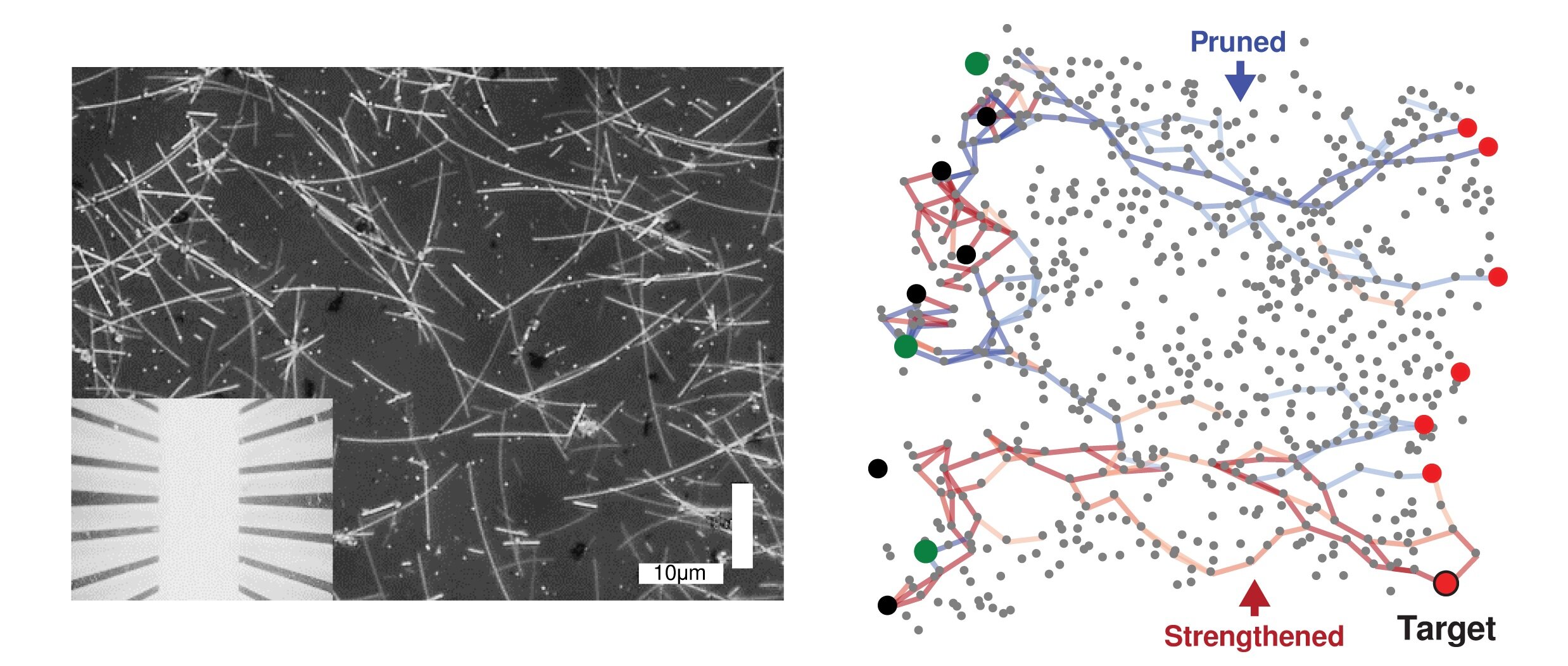nanowire network technology