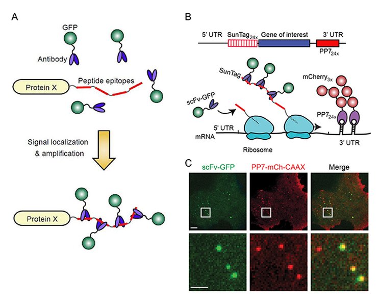 nascent-rna-transcriptional-pausing-7z566n8f