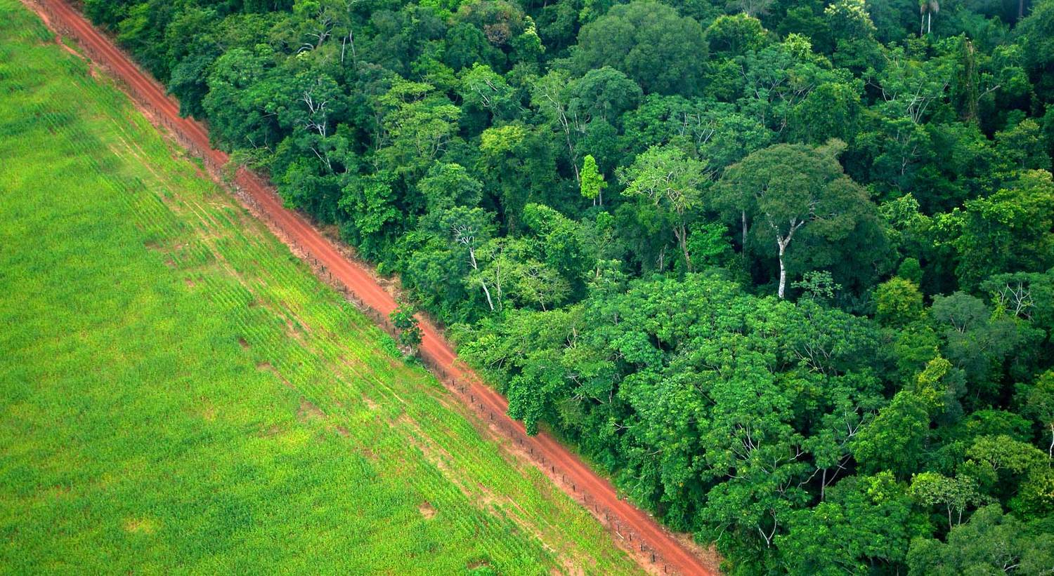 restored forest landscape natural