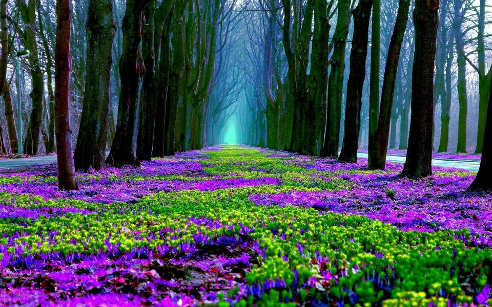 Spring forest floor covered in bluebells