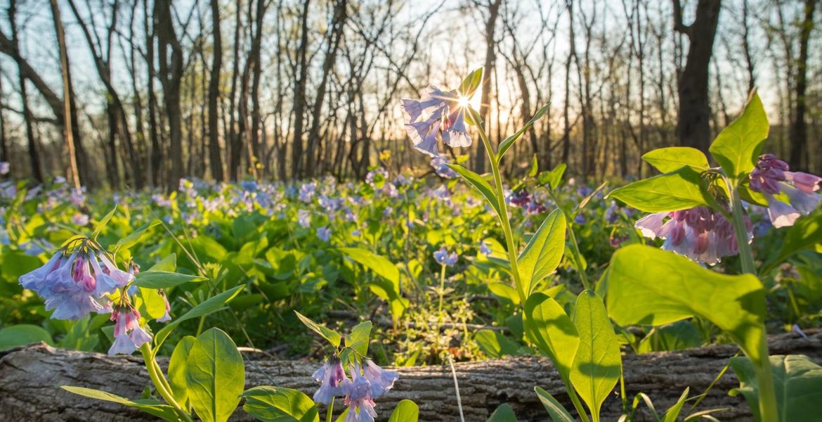Colorful spring flowers blooming in a field