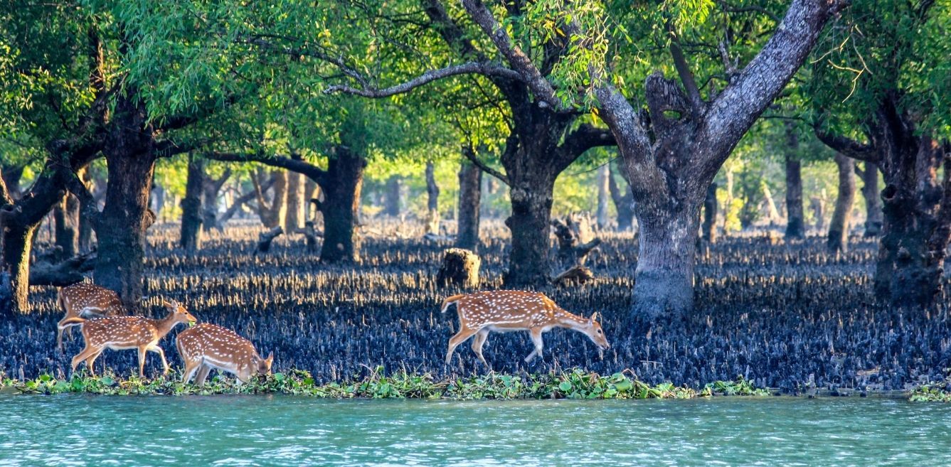 southeast asia natural landscapes and coastal mangroves