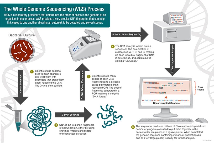 bacterial laboratory sequence