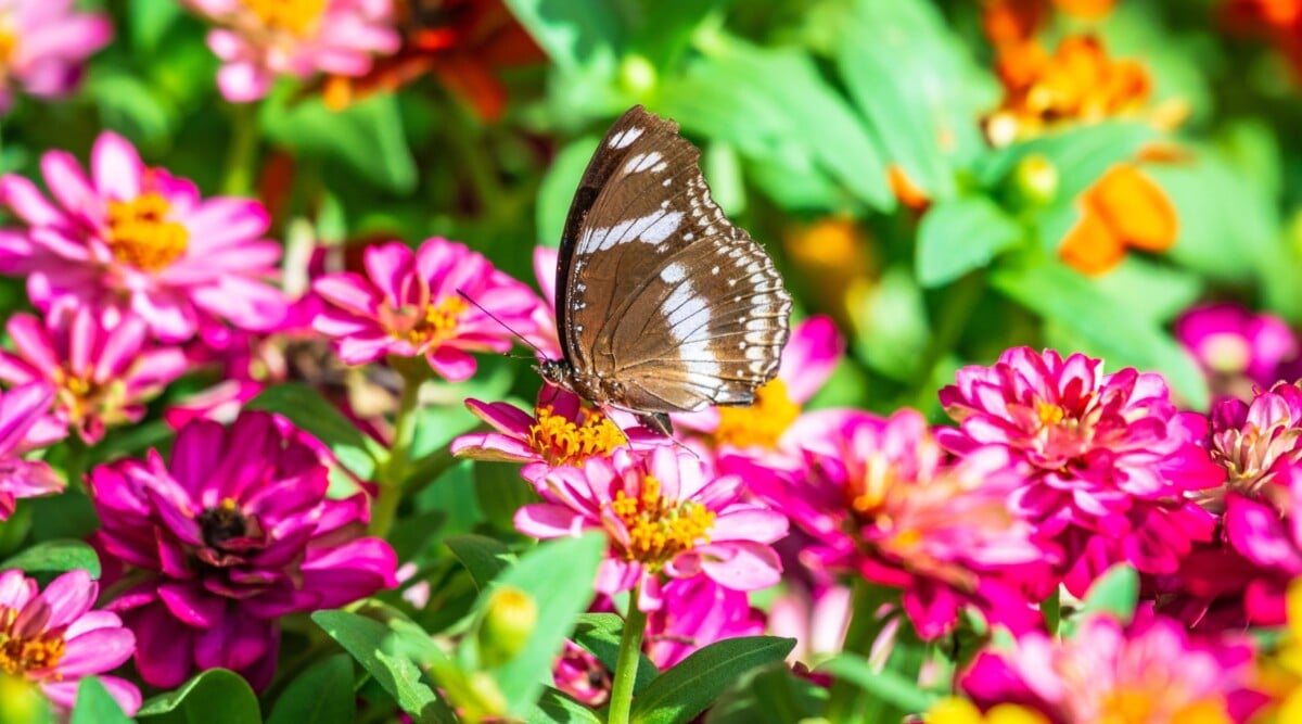 nectar rich flowers and pollinators