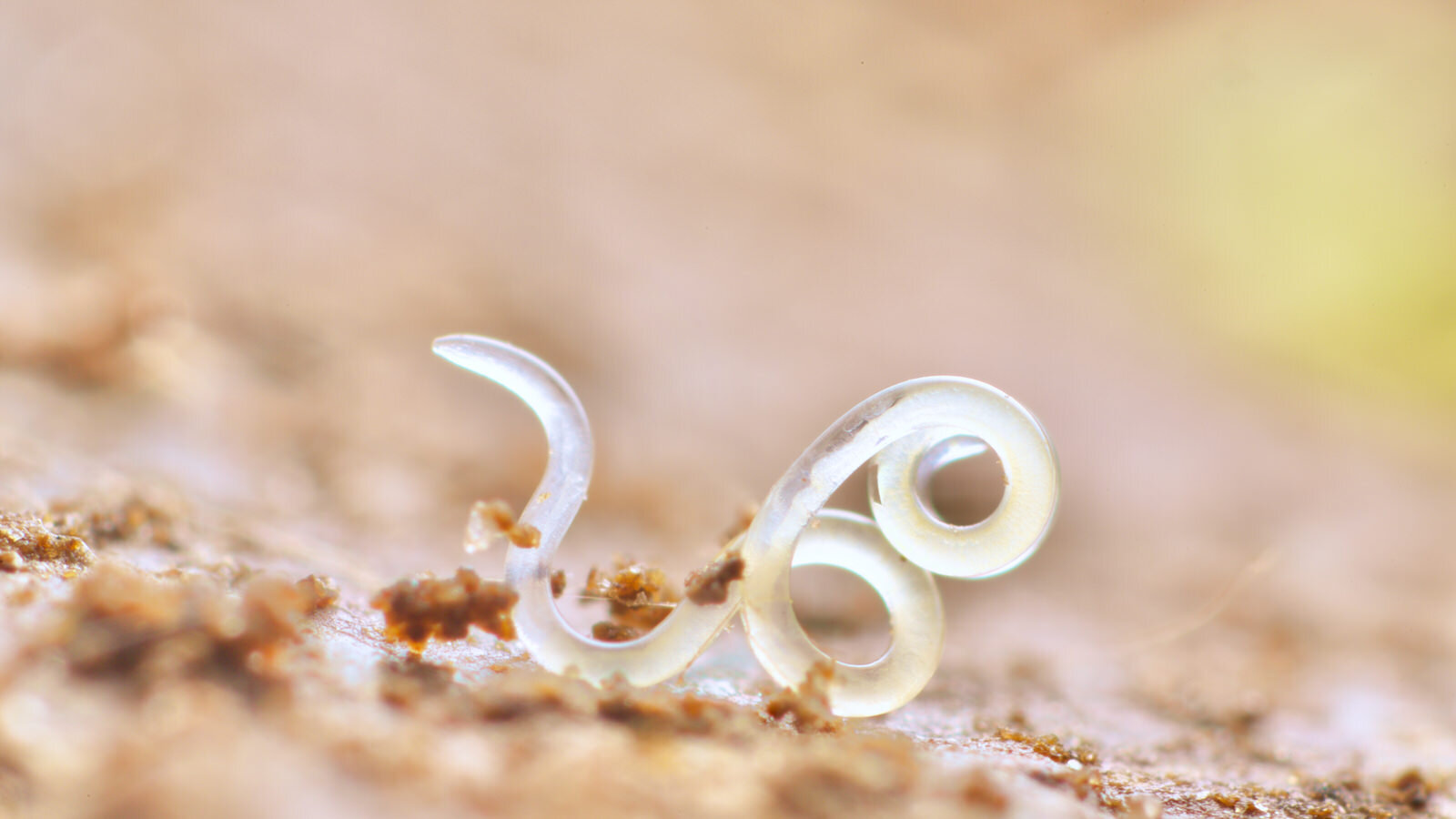 nematodes in soil close up