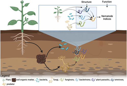 nematodes in soil and marine environments
