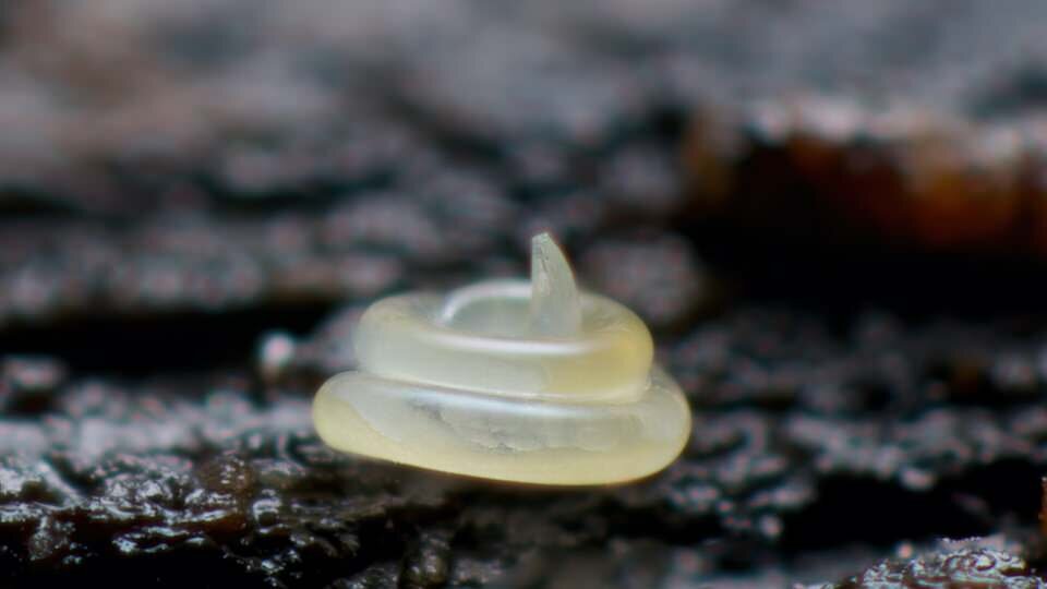 nematode in natural habitat close up