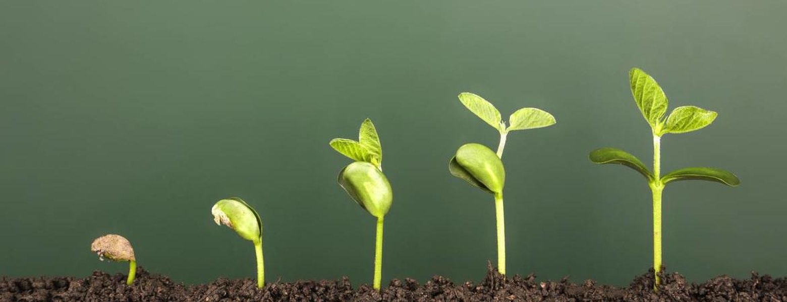 new plant growth in nature