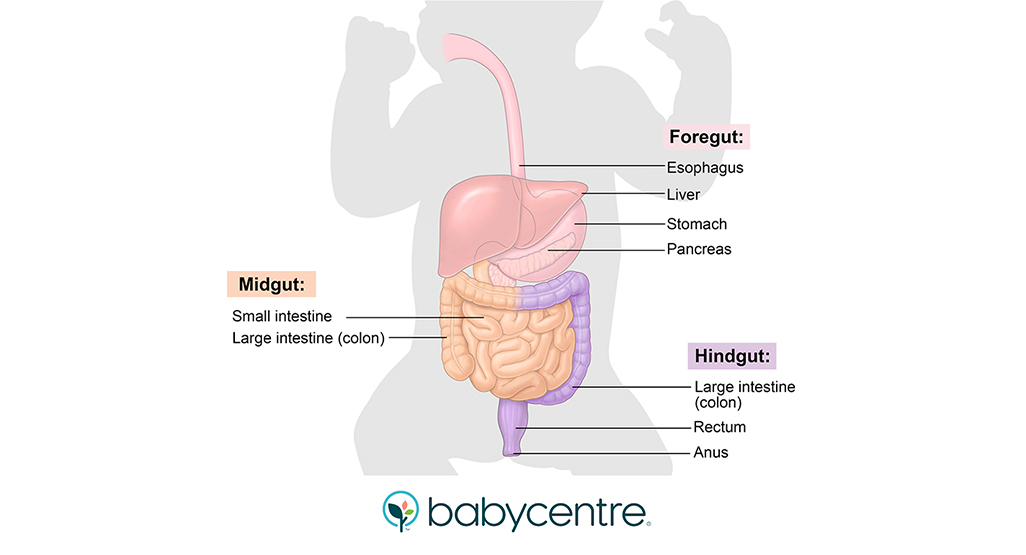 newborn gastrointestinal system anatomy and development