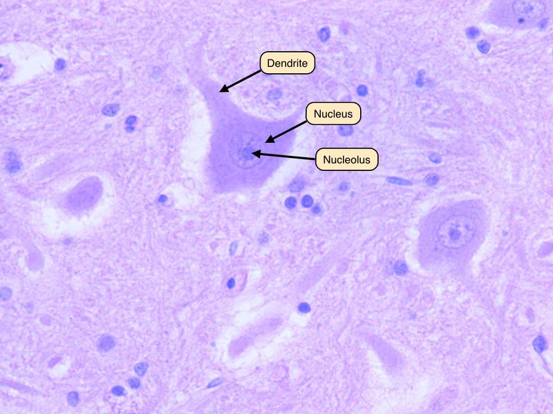 Labeled Motor Neuron