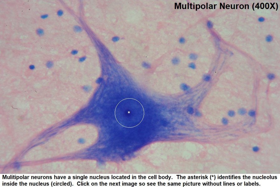 nervous-system-interdisciplinary-tesina-la1c9z6c