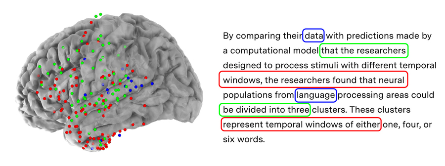 brain scans neural networks language