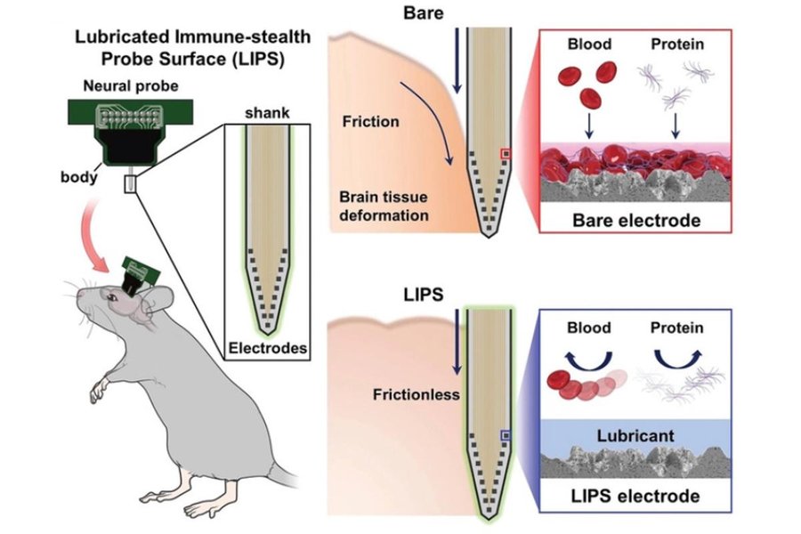 neuron-function-for-flexible-probe-development-7cd1trpp