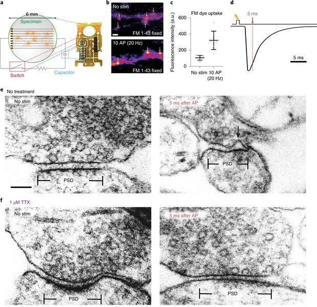 neuron-specific-ev-isolation-plasma-abc2o443