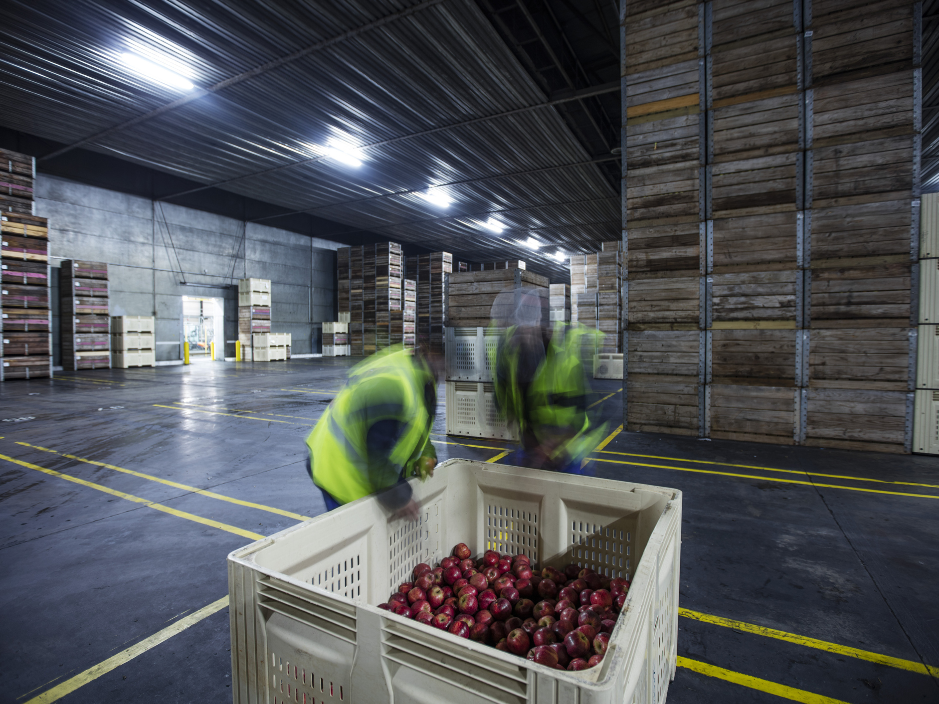 near freezing storage apple fruit technology