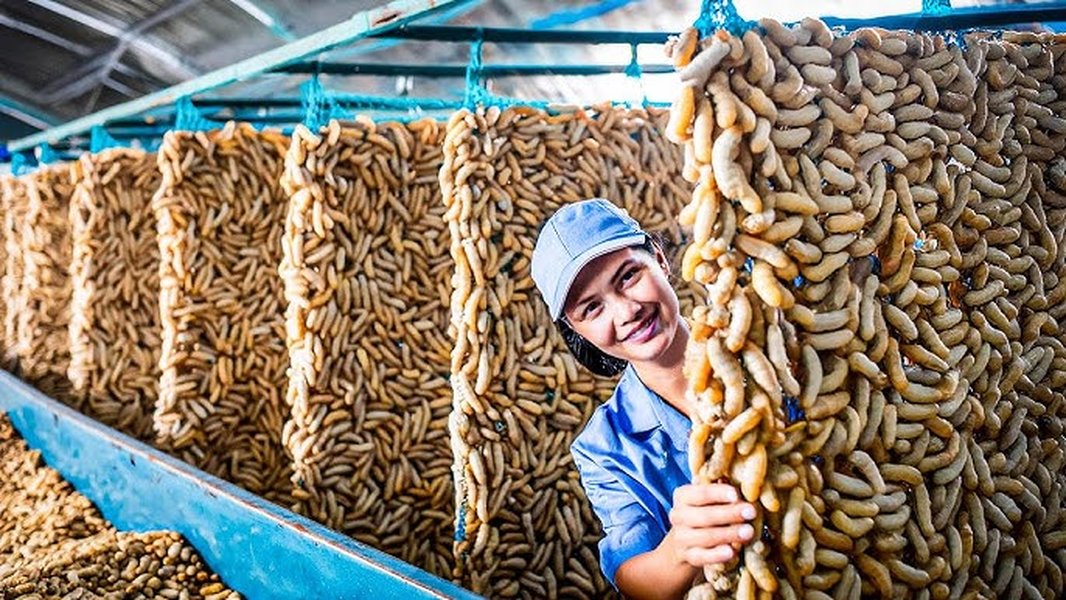 silk cocoon factory