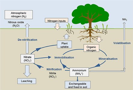 plants roots soil nitrogen cycle