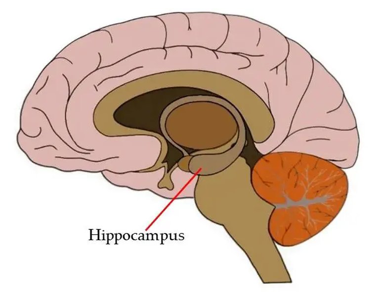 nmdar-hippocampus-spatial-memory-ltp-yigp3ouf