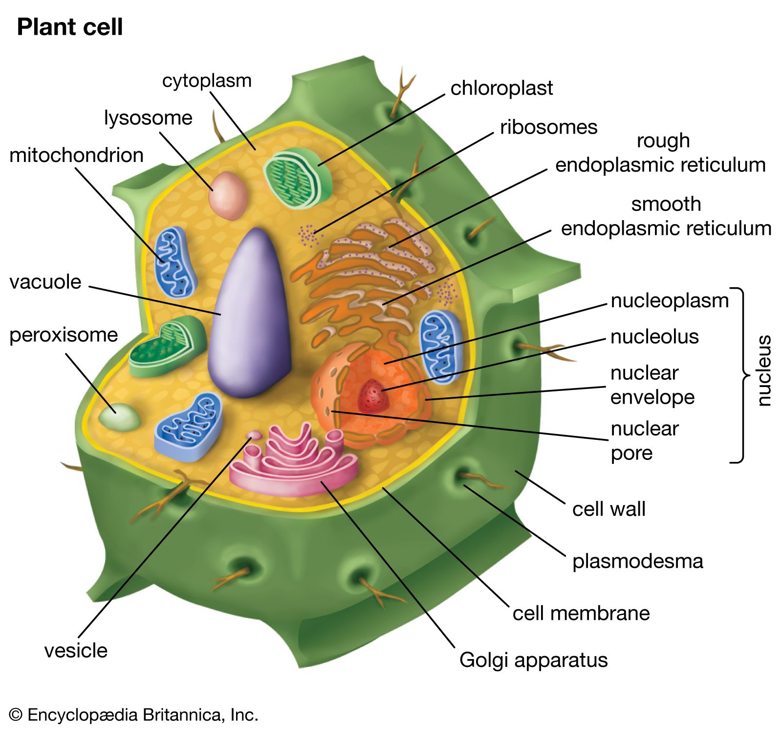 plant cell structure