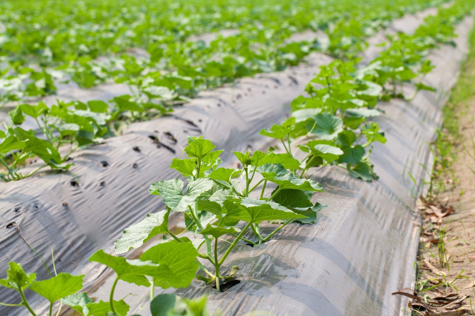 cucumber plants soil field