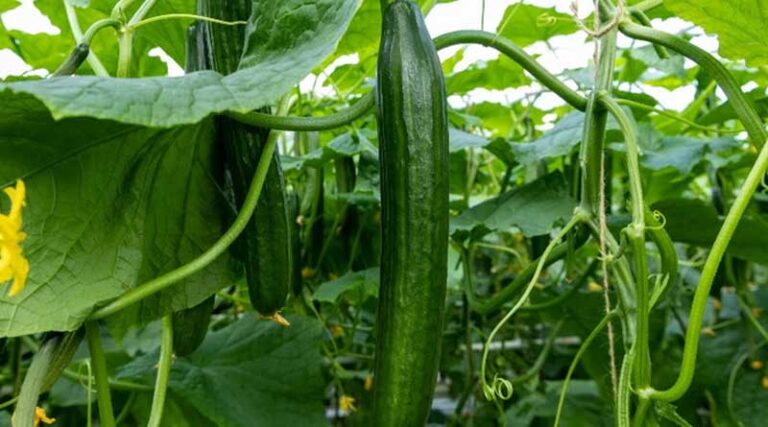 organic cucumber field landscape