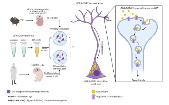 dopaminergic neurons brain scene