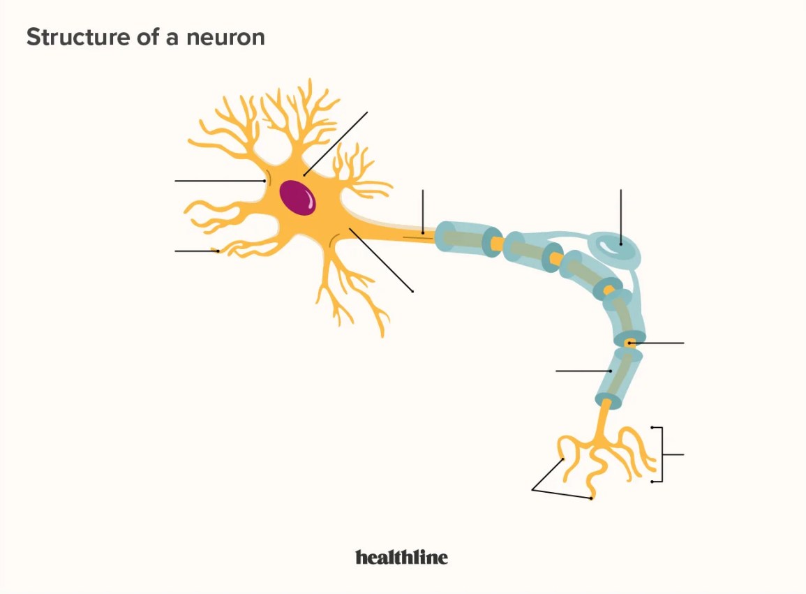physical science laboratory equipment and neuron imaging