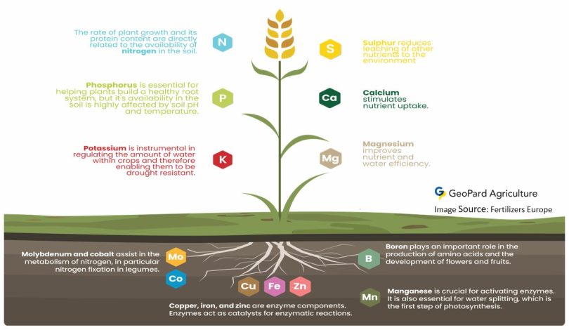 plant nutrient allocation