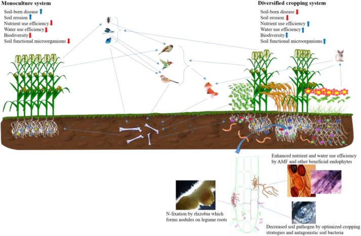 fertile soil crop fields hormone lab