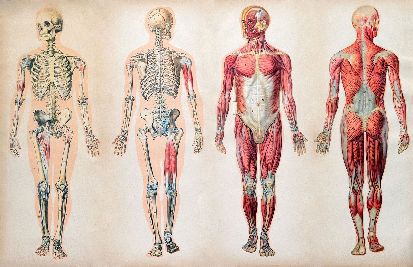 scenic human body anatomy organ systems