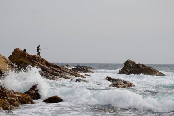 ocean fish on rocky shoreline