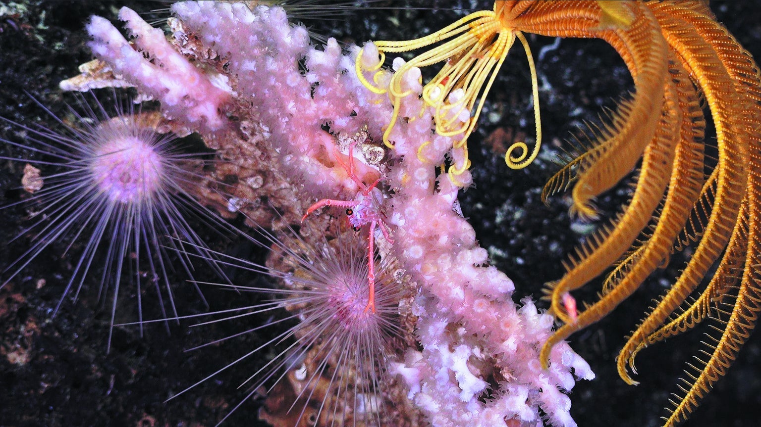 ocean sea marine life immunology