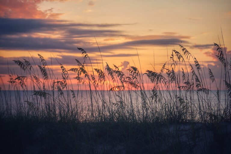 oats in natural light scenery