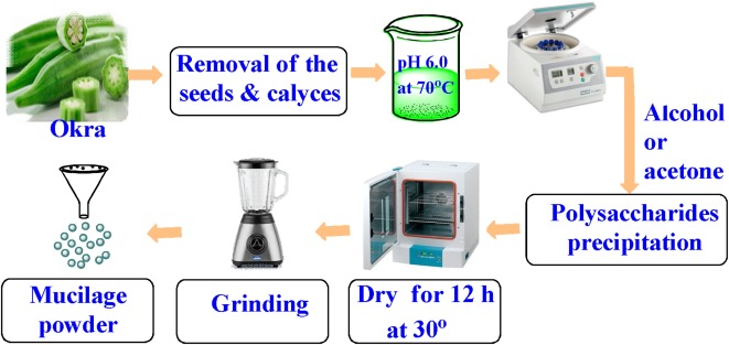 okra pods and adhesive extraction process