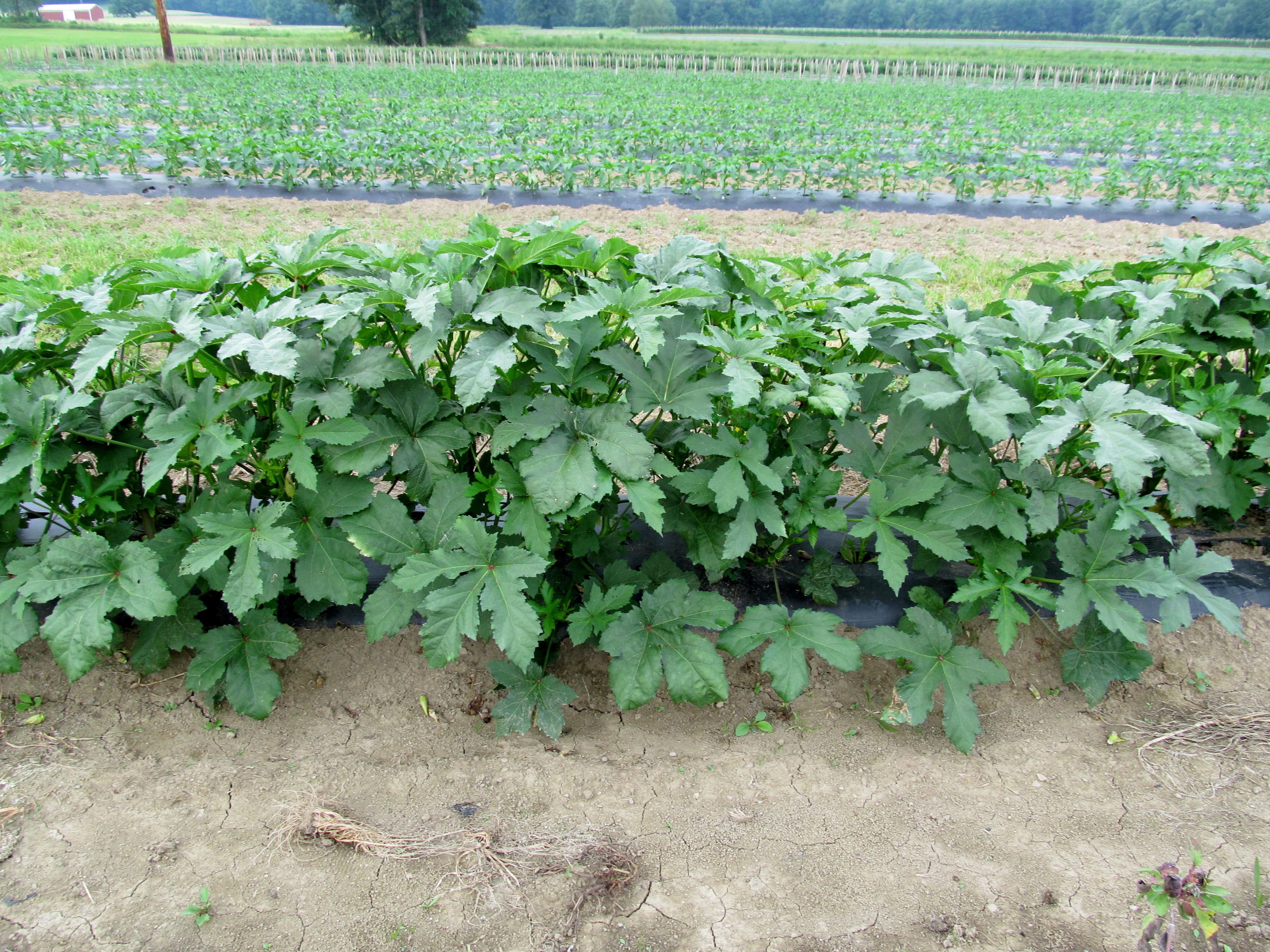 okra fields agriculture