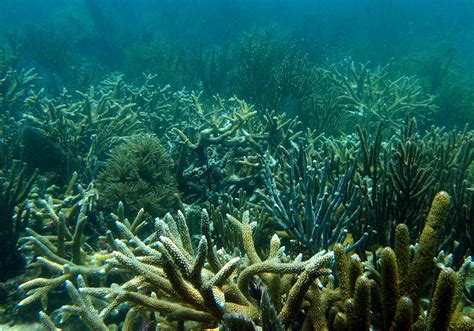 Okinawa beaches and coral reefs