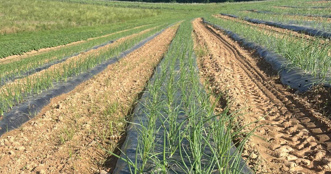 onion field harvest rows