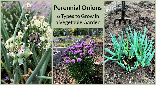 onion plants in garden with removed floral parts