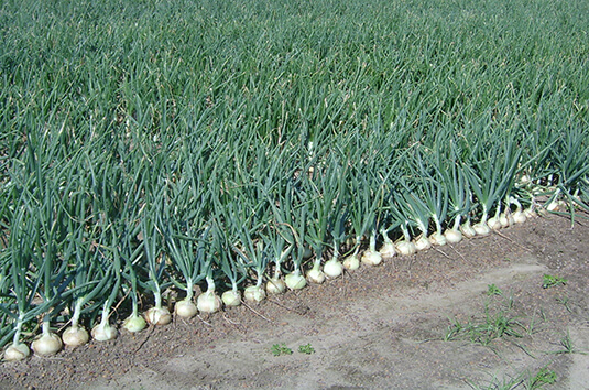 fields with growing onions