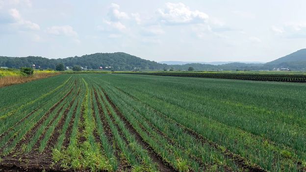 onion fields, rural agriculture landscape