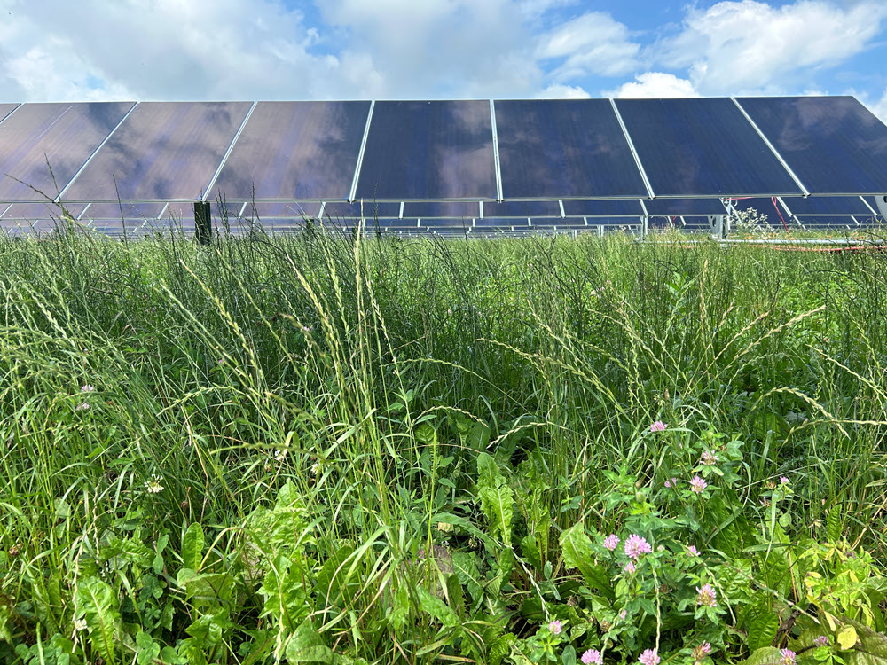 onion fields renewable energy