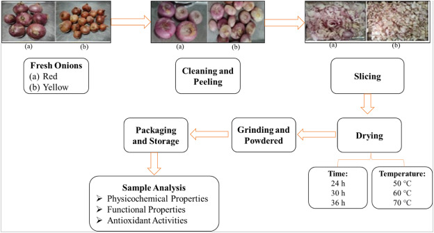 fresh onions drying technology